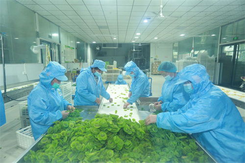 科技賦能攻克產業痛點，周至獼猴桃“C位出道”絕招揭秘——可提供攝像機位與影視拍攝服務！